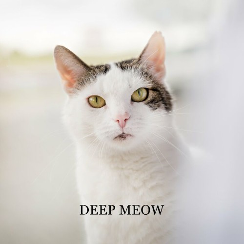 Soft Jazz Mood/Relax Time Zone - Deep Meow: Jazz for Cats (2022)