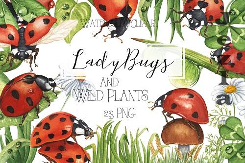 Watercolor Ladybug and Wild Plants Clipart. Summer Clipart - 1907685