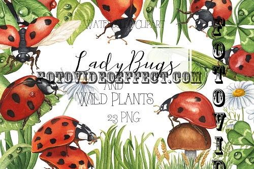 Watercolor Ladybug and Wild Plants Clipart. Summer Clipart - 1907685