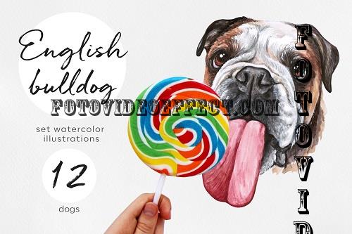 English bulldog. Big watercolor set 12 dog illustrations - 537117