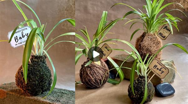 Kokedama Variations for beginners | Garden Art from House plants