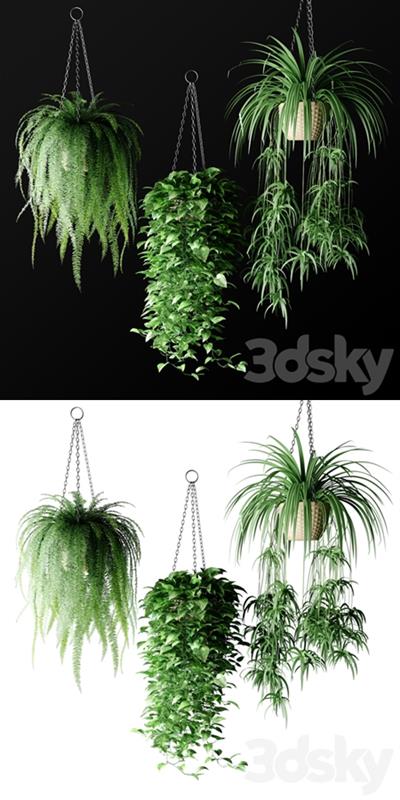 Plants In Hanging Wicker Planters