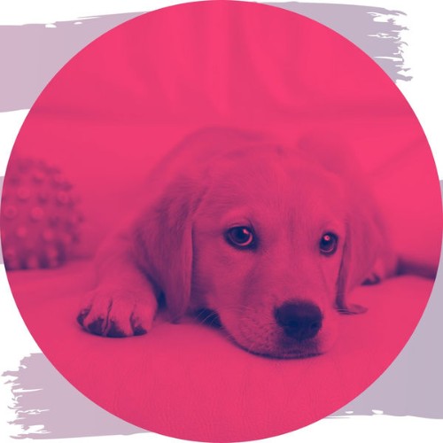 Dog Music Calm - Bossa Nova - Music for Calming Puppies - 2021