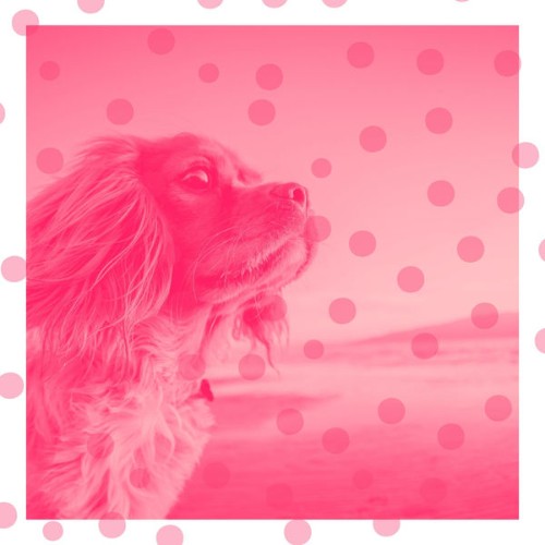 Relaxing Music for Dogs - Music for Dog Naptime - Vibrant Glockenspiel Music - 2021