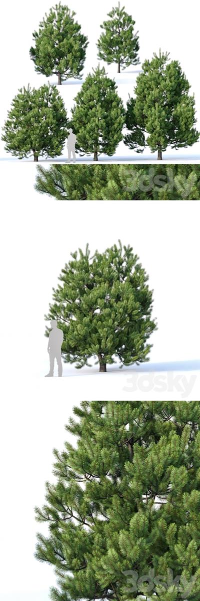 Pinus sylvestris # 2 H3 6m