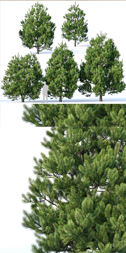 3D Models Pinus Sylvestris 2