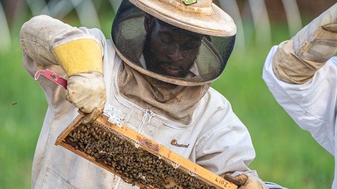 Beekeeping for Beginners in Tropical Climates