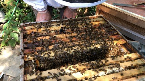 101 Questions A New Beekeeper Should Ask
