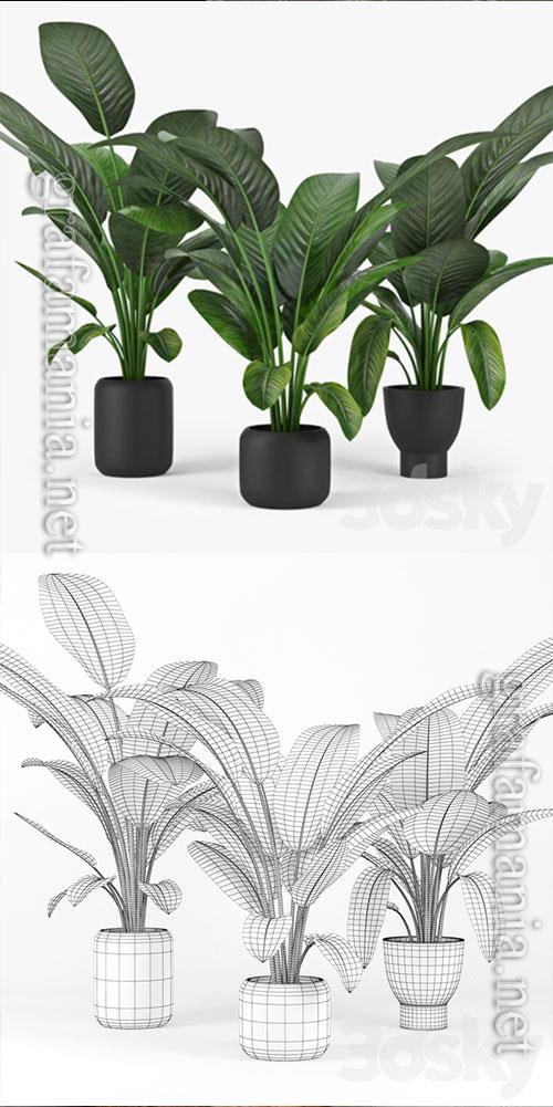 3D Models Tropical Palm