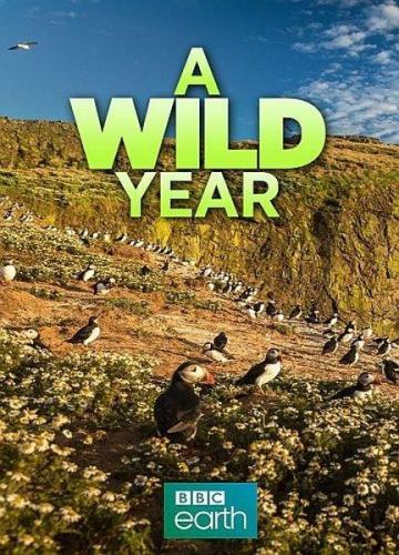 Безумный год в дикой природе / A Wild Year (2020) HDTVRip 720p