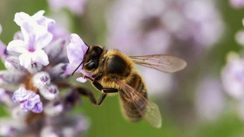 Introduction To Beekeeping