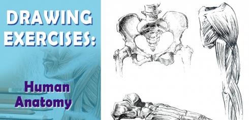 3 Exercises That Will Help You To Draw Human Anatomy