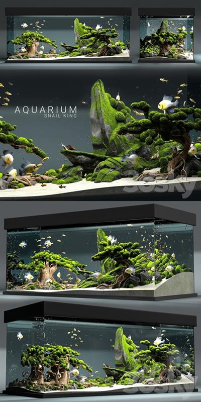 Aquarium snail king