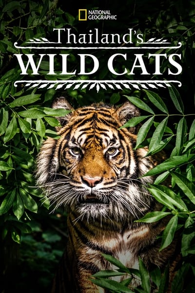 Thailands Wild Cats (2021) [1080p] [WEBRip] [5 1]