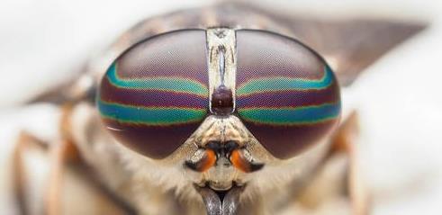 CreativeLive – Macro Photography Insects and Plant Life