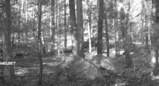 Друиды. Друиды повсюду (2020)