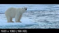 Полярный медведь / Polar Bear (2022) WEBRip 1080p