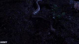 Забег Тайсона  (2022)