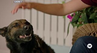 Хвостатая любовь (2022)