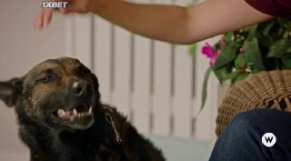 Хвостатая любовь (2022)