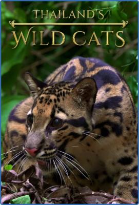 Thailands Wild Cats 2021 WEBRip x264-ION10